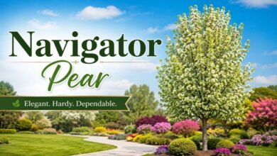 Navigator Pear