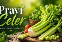 Pravi Celer